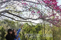 Đầu Xuân, khách du lịch đến Điện Biên tăng mạnh  